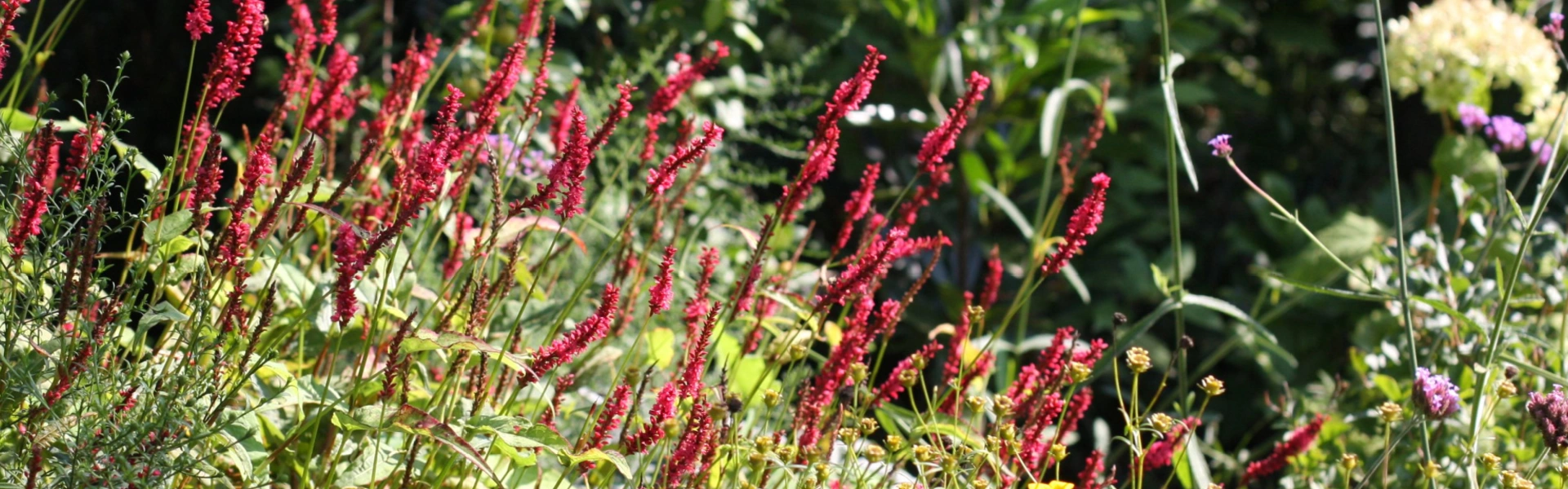 Een kleurrijke najaars tuin