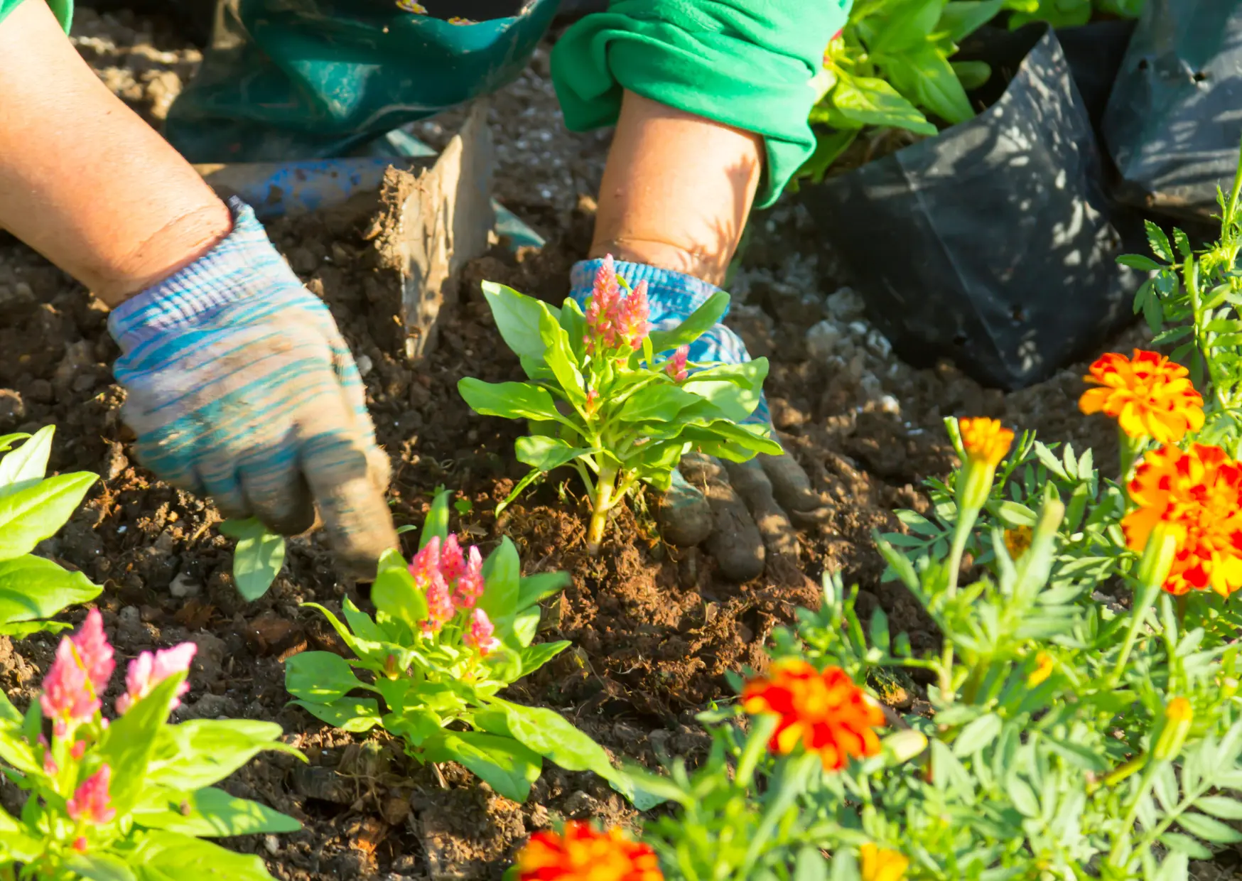 Tuinplanten