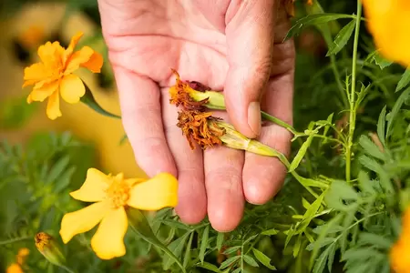 15 Tuintips voor augustus