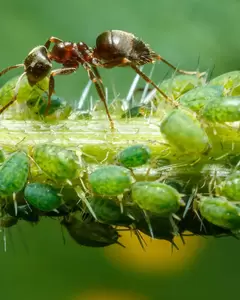 Aaltjes: een biologisch bestrijdingsmiddel