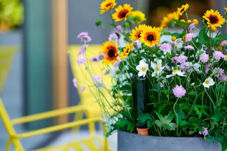 Deze tuinplanten overleven de hitte