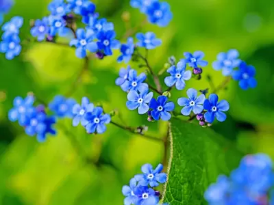 Hemel(vaart)sblauwe bloemen