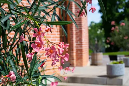 IJsheiligen: kuip- en potplanten verzorgen