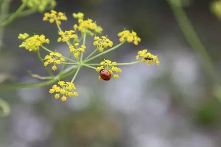 Nuttige beestjes voor een plaag-vrije tuin