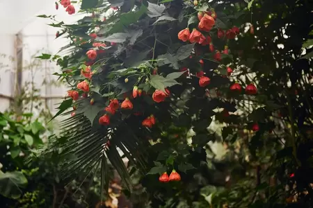 Planten in de winterberging verzorgen