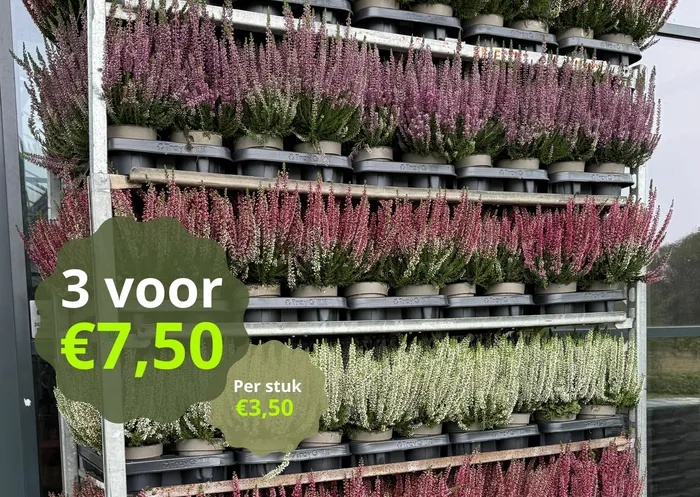 Calluna's