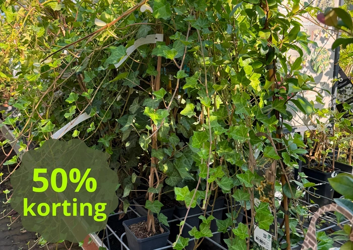 Klimplanten
