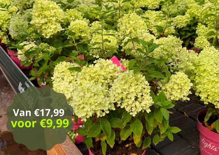 Pluimhortensia