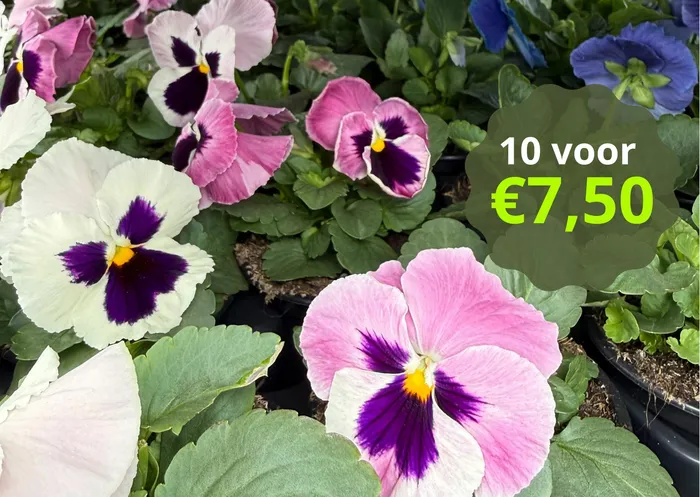 Violen